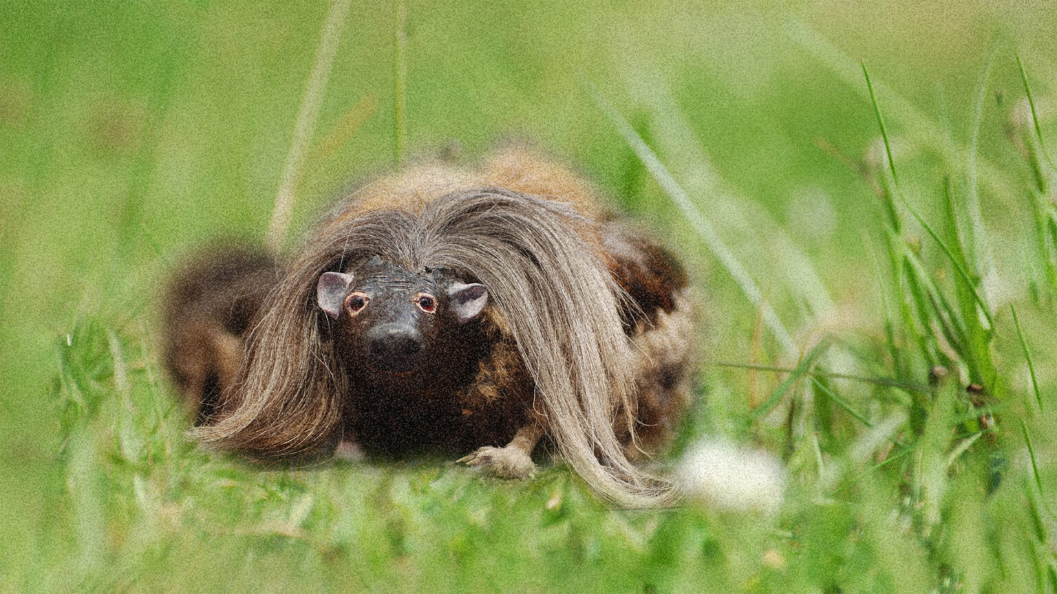 Wild Haggis Safari Observing An Elusive Creature In The Scottish Wild Haggis Safari Observing An Elusive Creature In The Scottish